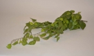 Pothos hanger