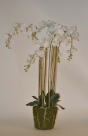 Orchid 5 sprays mud