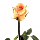 Rose w. buds