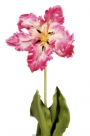 Tulip open
