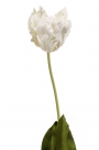 Tulip open