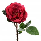 Rosa con spine