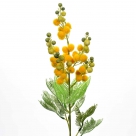 Mimosa