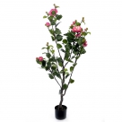 Gardenia plant