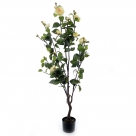 Gardenia plant
