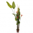 Bird of paradise