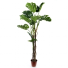 Philodendron x13