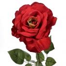 Rose georgia