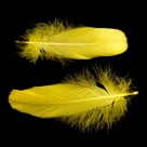 Feather nageoires