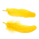 Feather nageoires