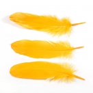 Feather nageoires