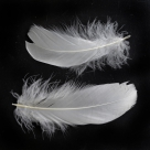 Feather nageoires