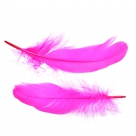 Feather nageoires