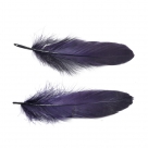 Feather nageoires