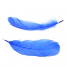 Feather nageoires