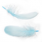 Feather nageoires