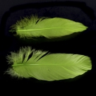 Feather nageoires