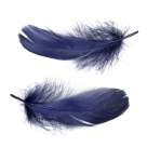 Feather nageoires