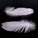 Feather nageoires