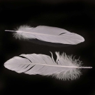 Feather nageoires