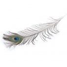 Feather peacock