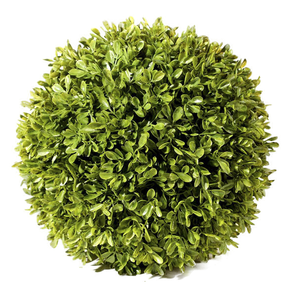 Buxus ball