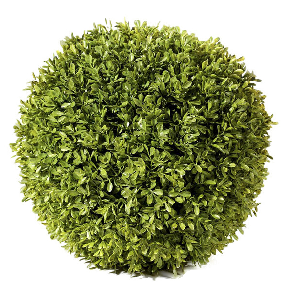 Buxus ball