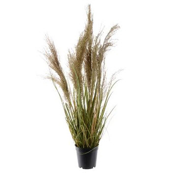 Grass w.plume