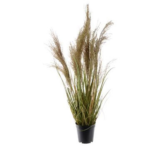 Grass w.plume