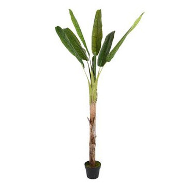 Banana tree in pot