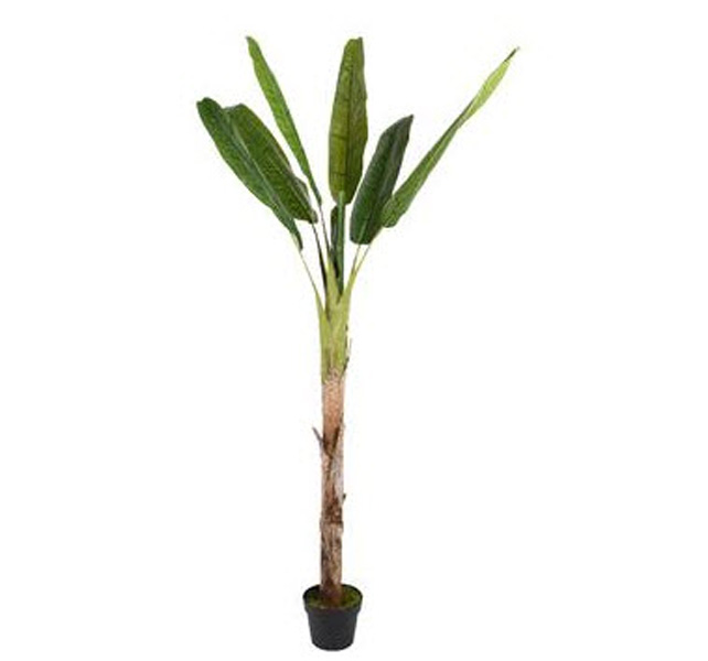 Banana tree in pot