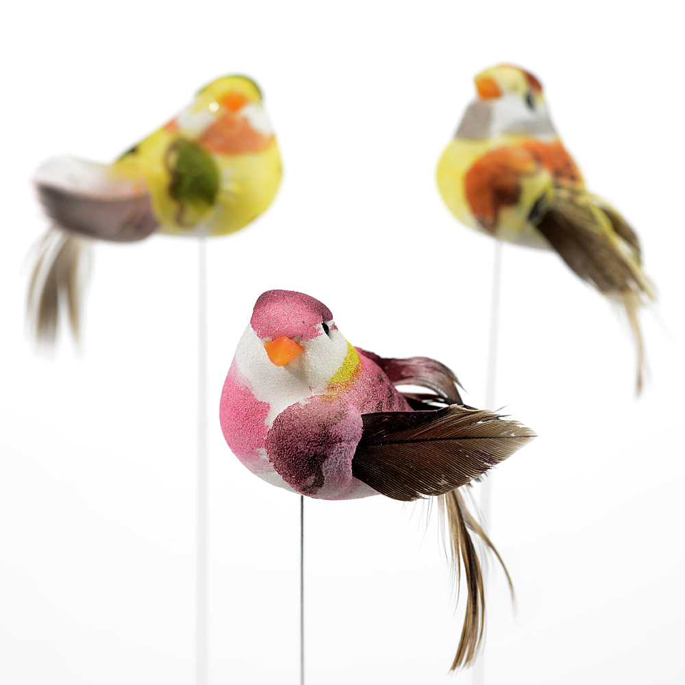 Feather bird on wire