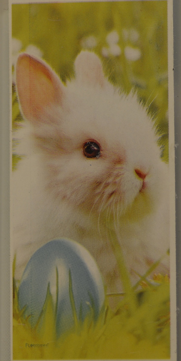 Banner rabbit