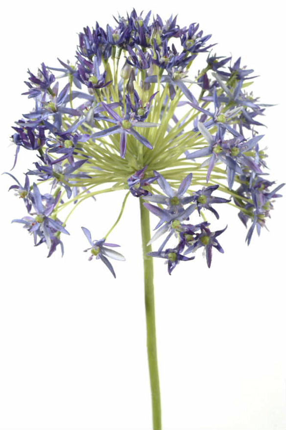 Allium