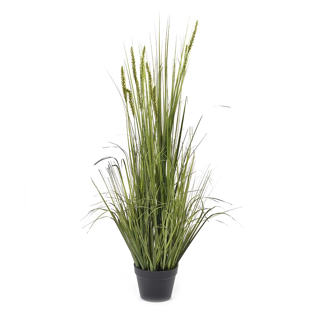 Grass in pot