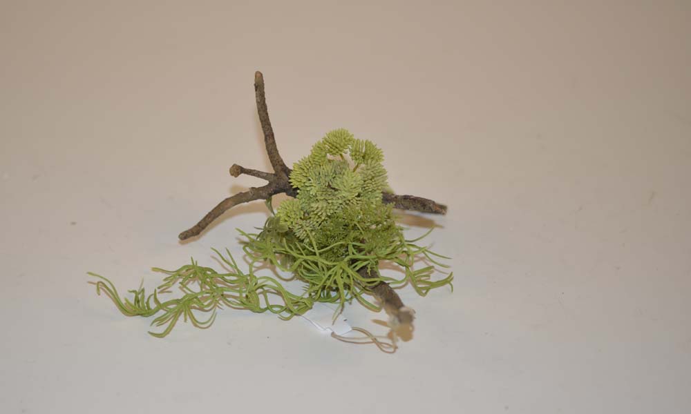 Sedum hanger
