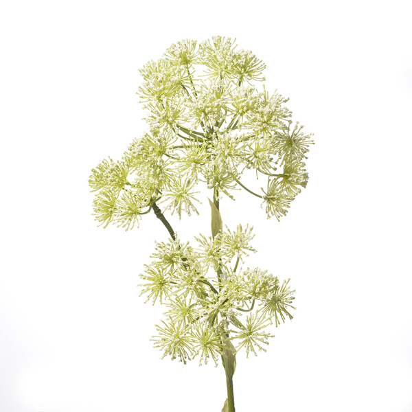 Heracleum