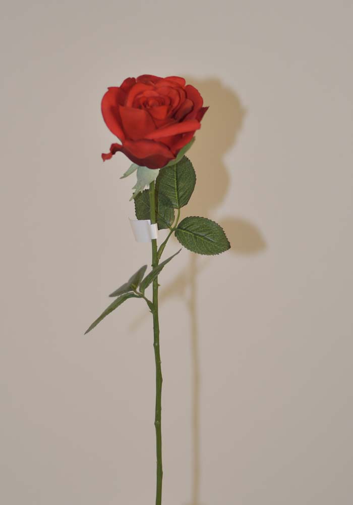 Rose x1