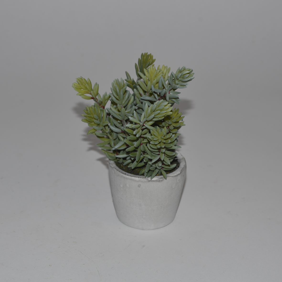 Cactus in pot