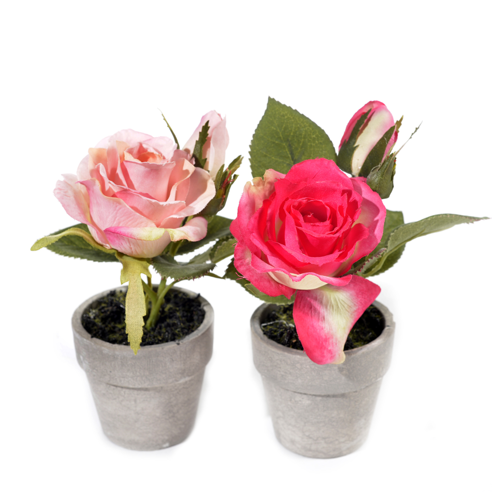 Roses in pot