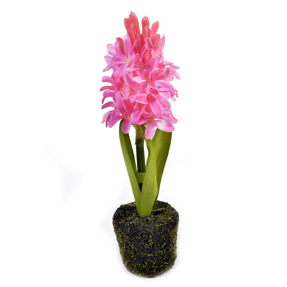 Hyacinth w.soil