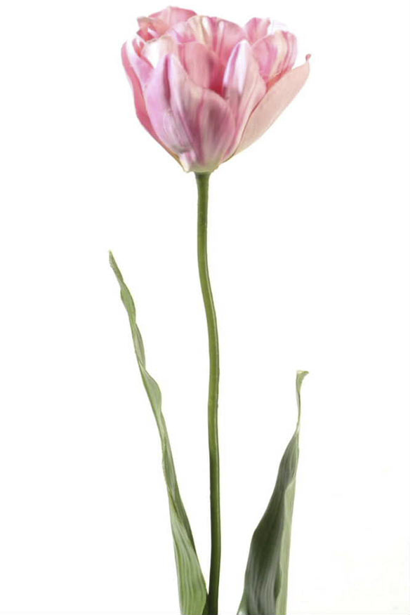 Tulip w. leaf