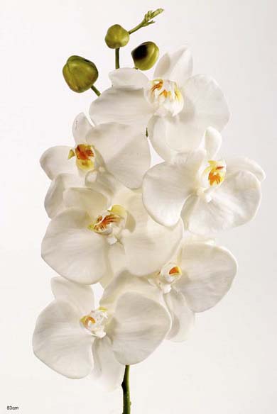 Phalaenopsis