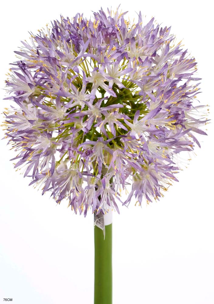 Allium x1