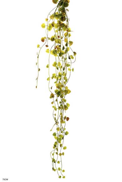 Ceropegia hanging