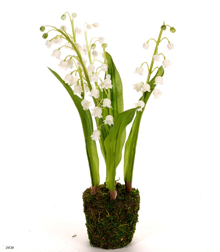 Lily of the valley