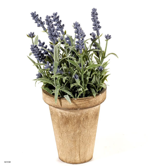 Lavender in pot