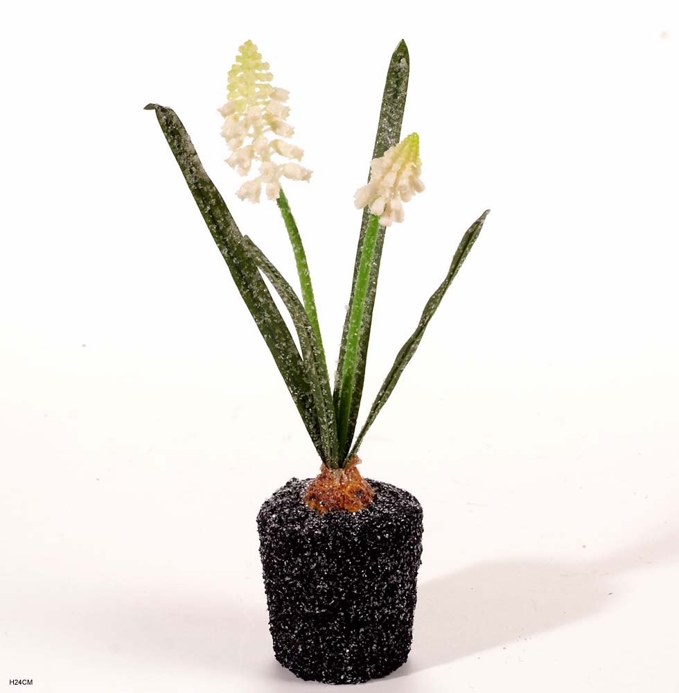 Hyacinth w.moss