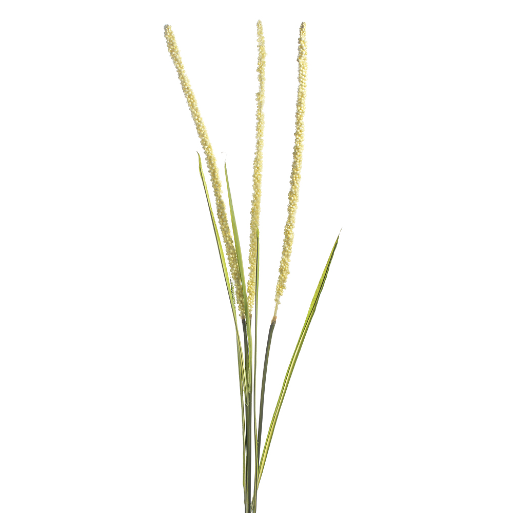 Grass plum