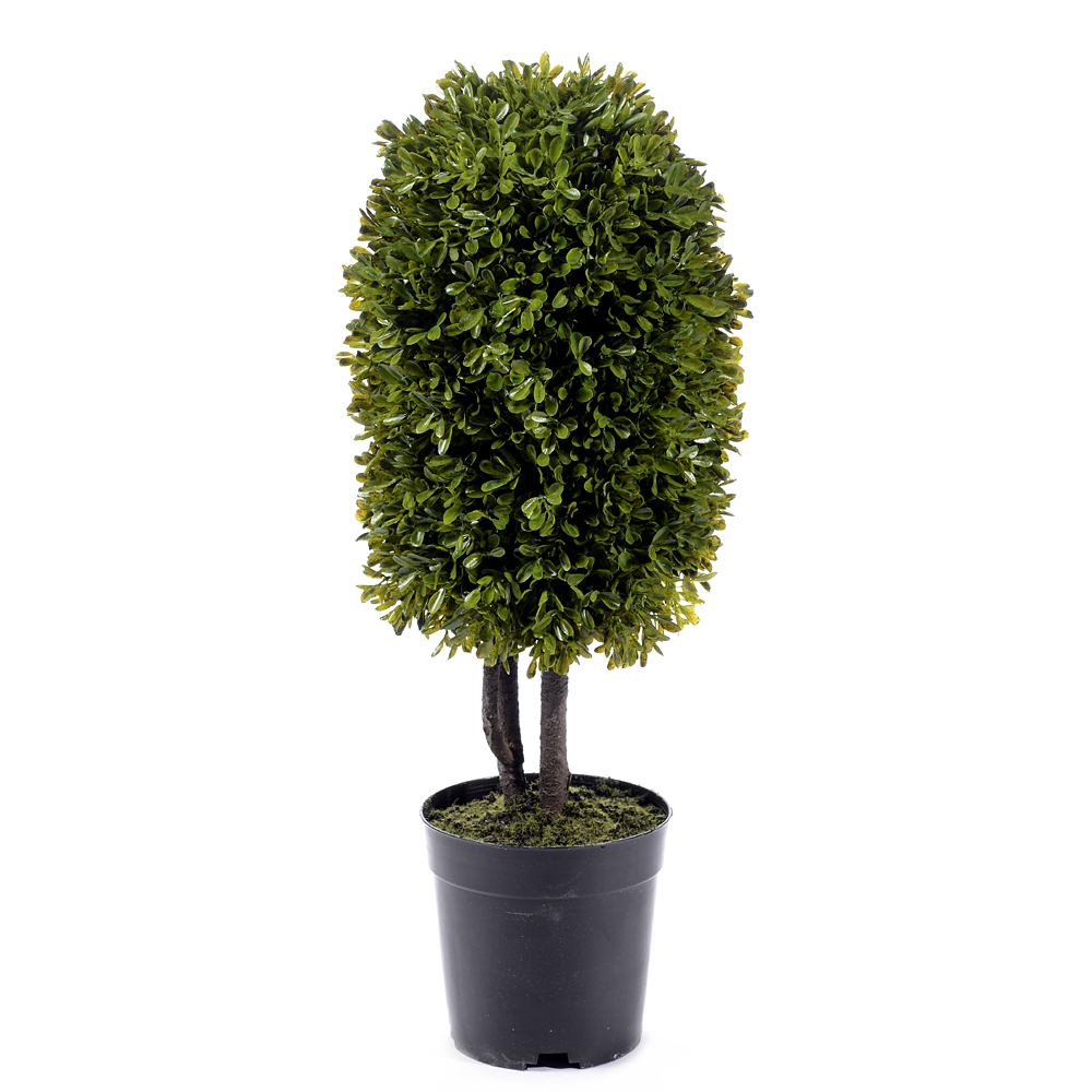 Buxus tree